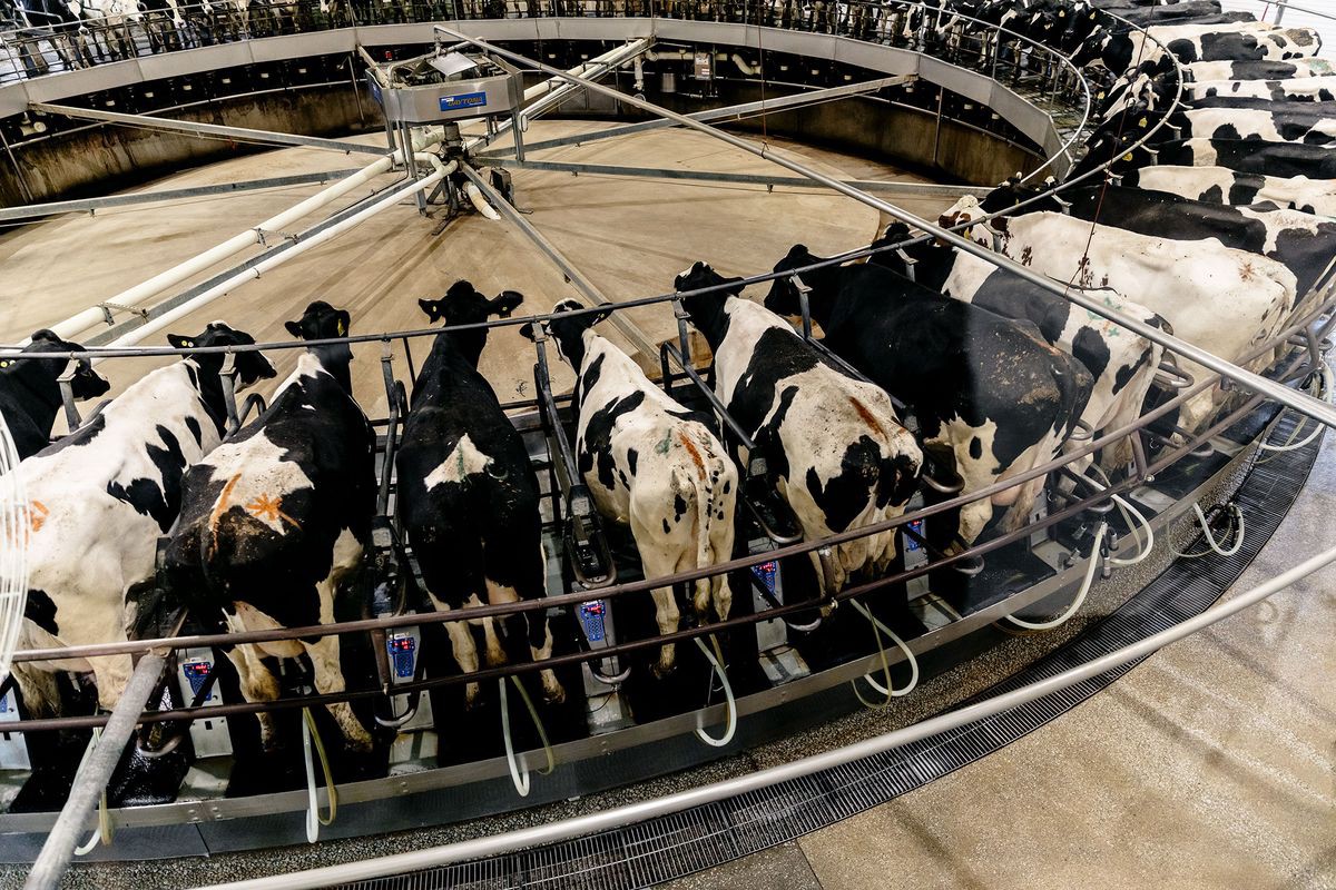 Dairy Industry: An Overview